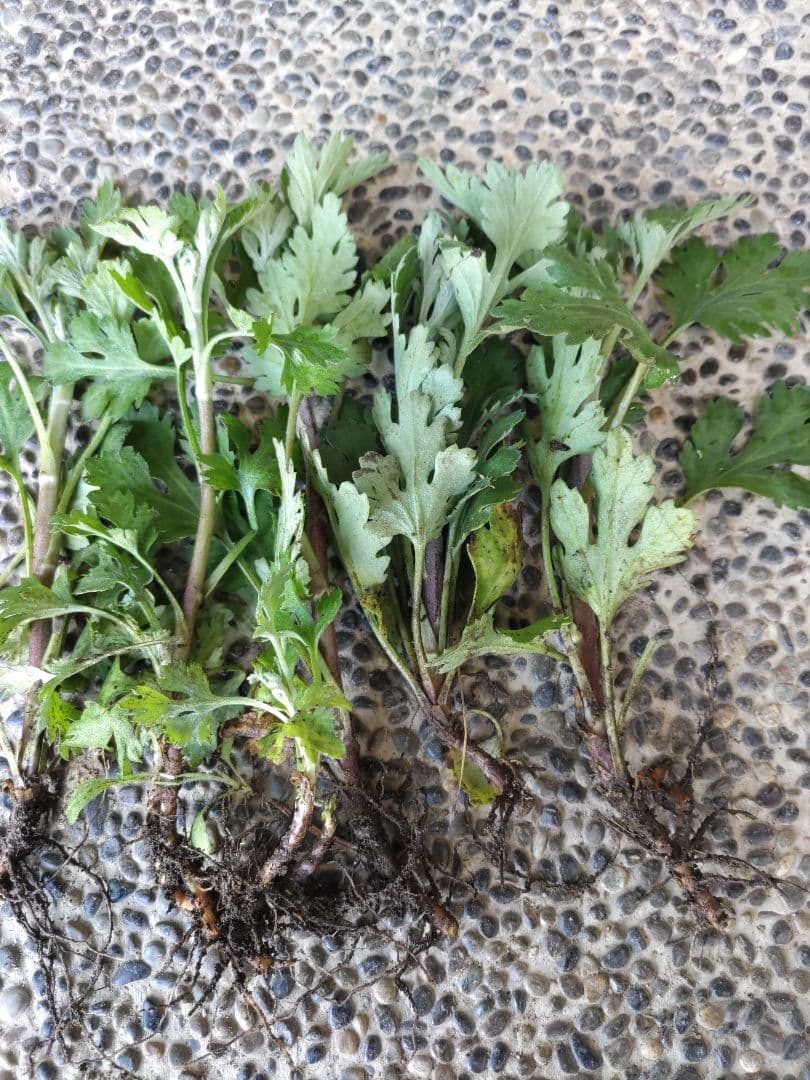 菊苗 冬至芽 3本