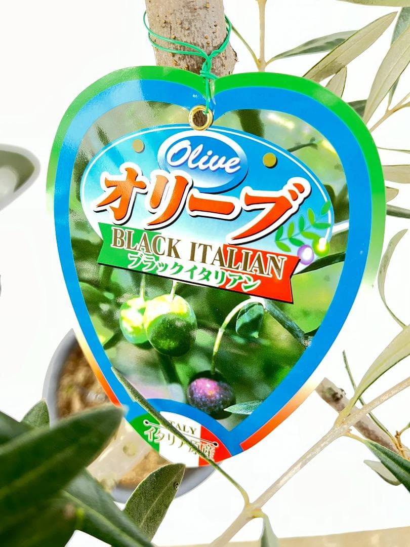 オリーブの木　ブラックイタリアン　7号　約120cm　K-309　希少　現品掲載