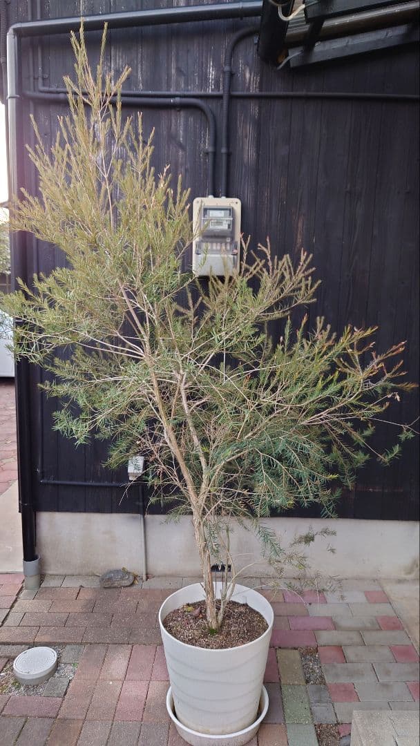 スノーインサマー