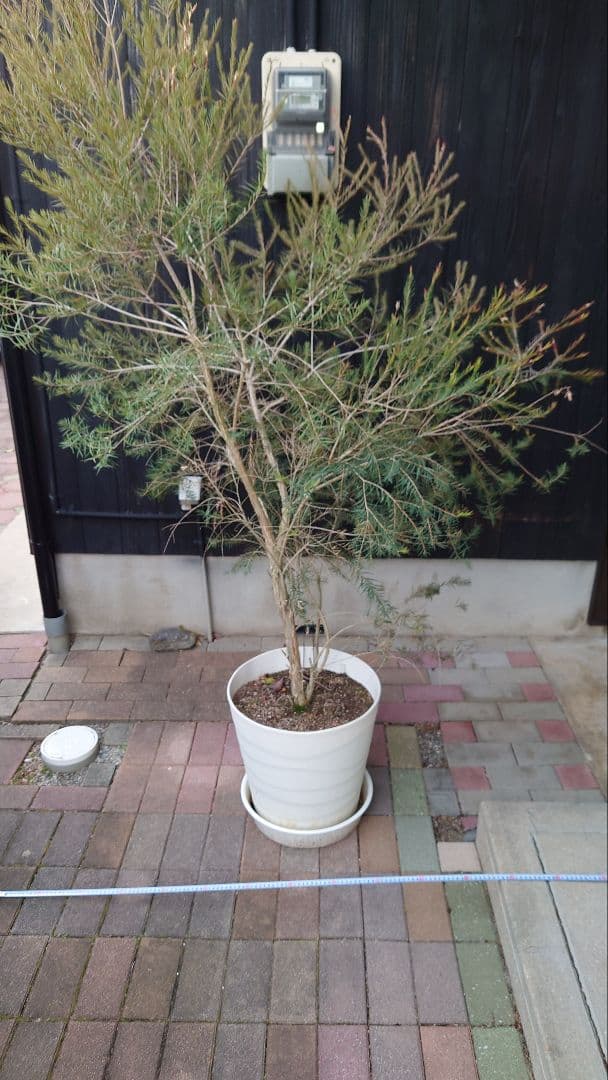 スノーインサマー