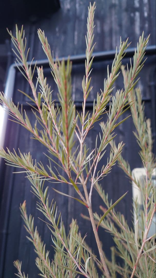 スノーインサマー