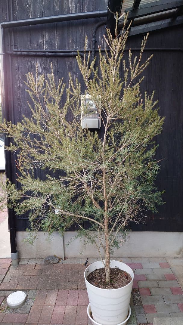 スノーインサマー