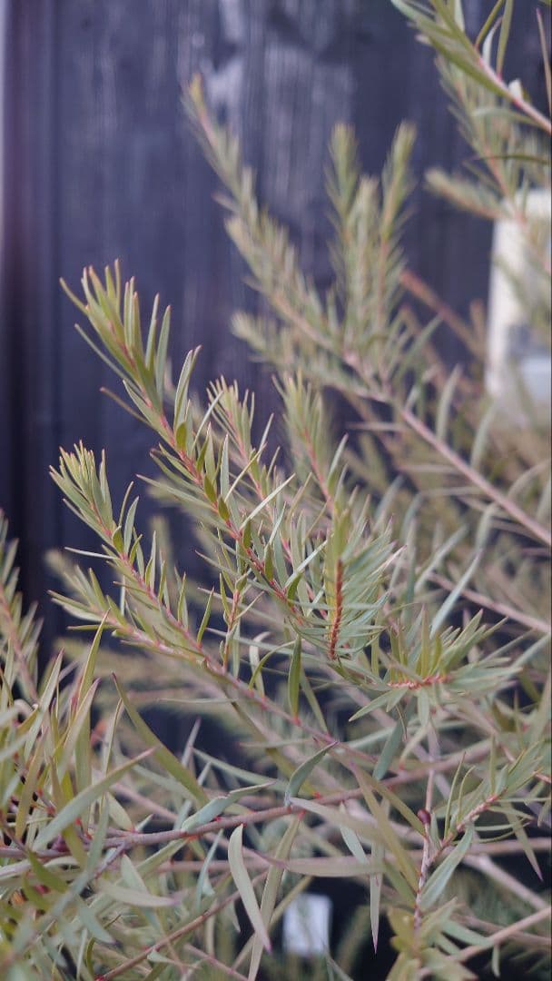 スノーインサマー