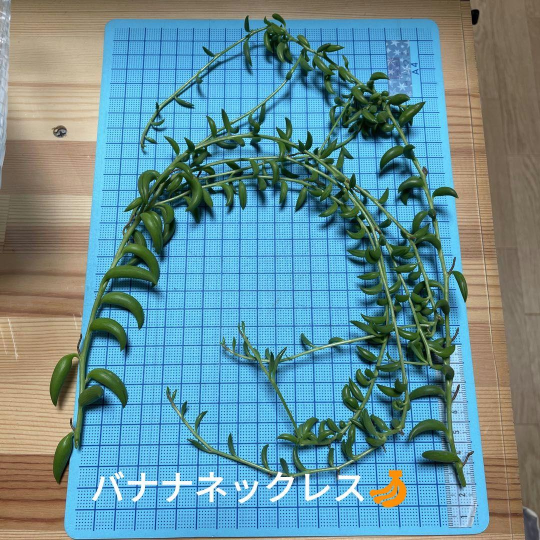 3種ネックレス詰め合わせ　ドルフィン/ルビー/バナナネックレス