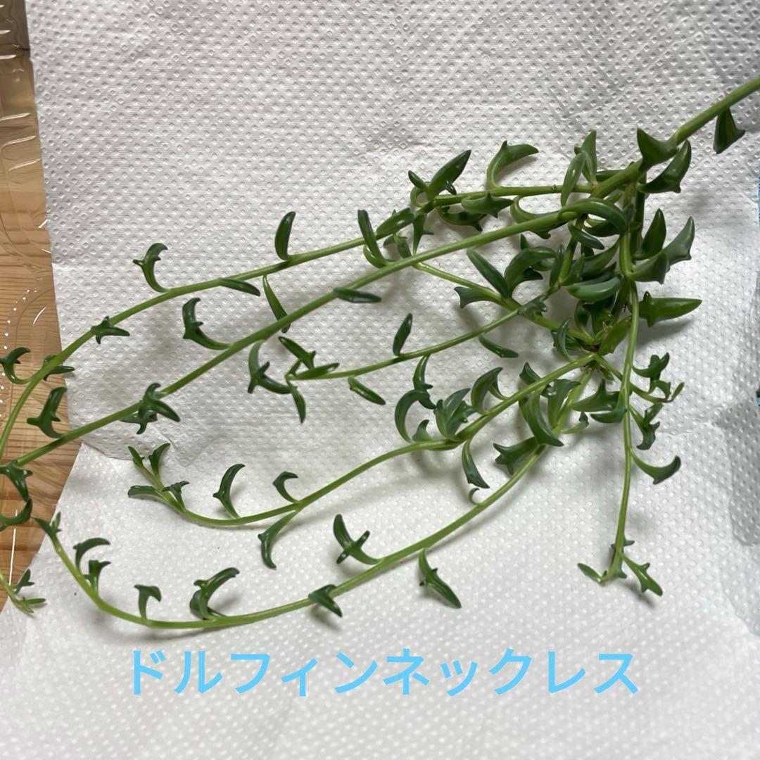 3種ネックレス詰め合わせ　ドルフィン/ルビー/バナナネックレス