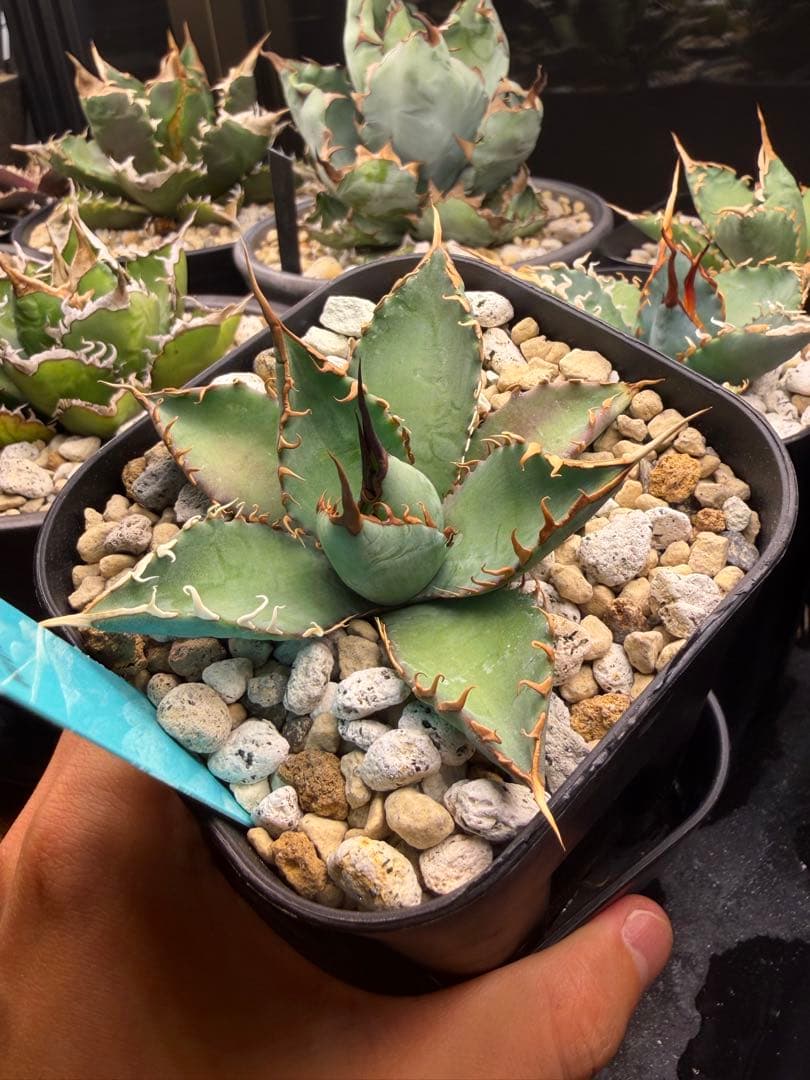 最終】エボリスピナ× BB hybrid ハイブリッド①発根活着 - メルカリ