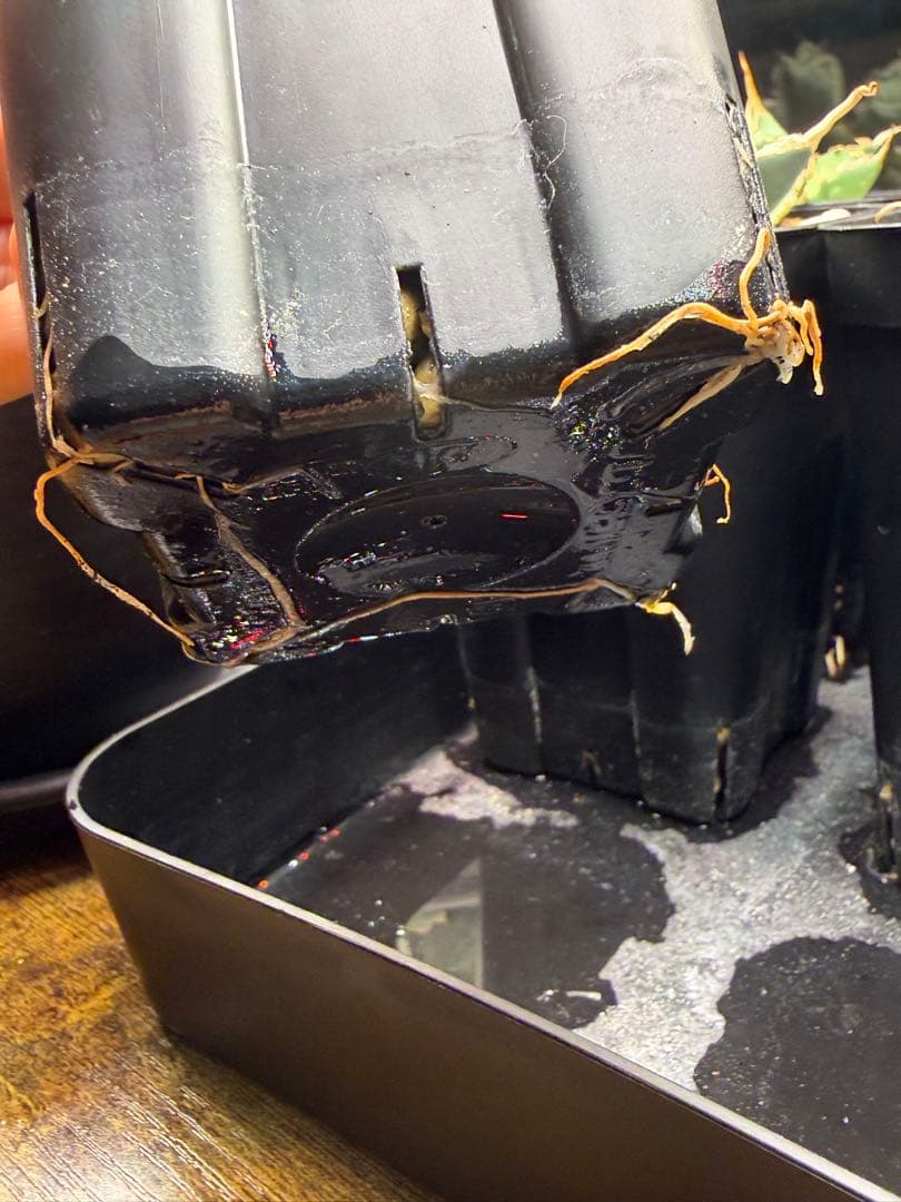 最終】エボリスピナ× BB hybrid ハイブリッド①発根活着 - メルカリ