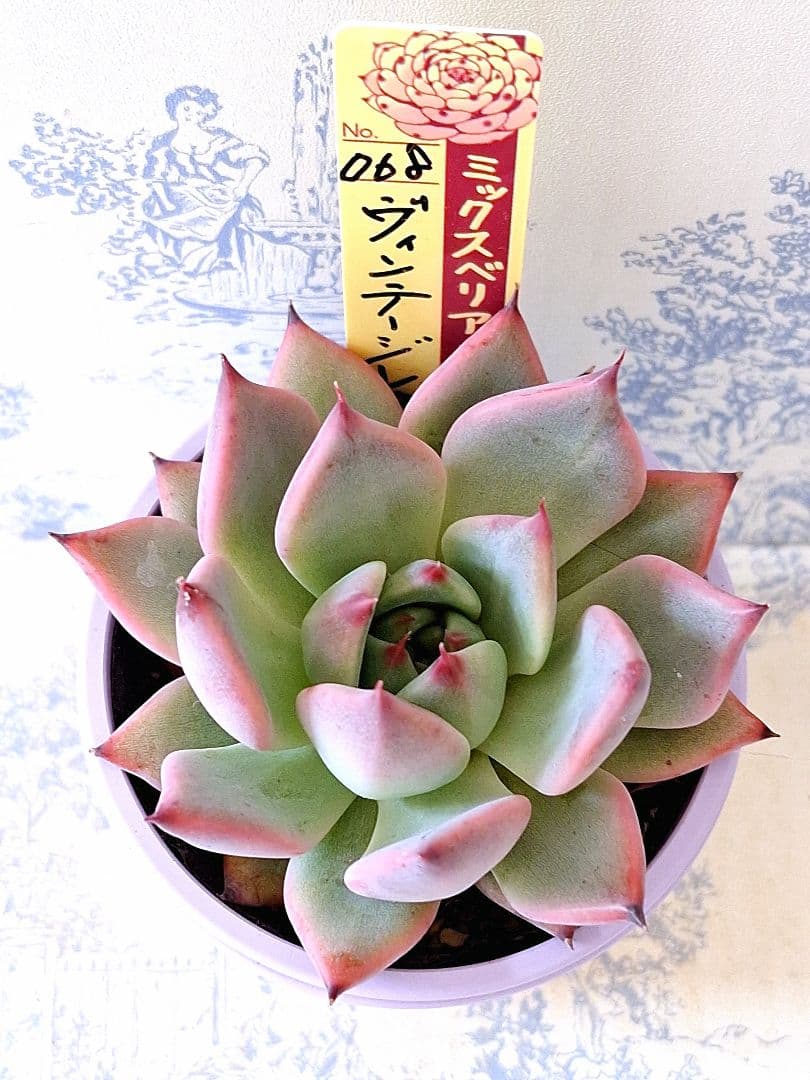 ヴィンテージレター札付きポットごとメルカリ便おらいさん苗ミックス