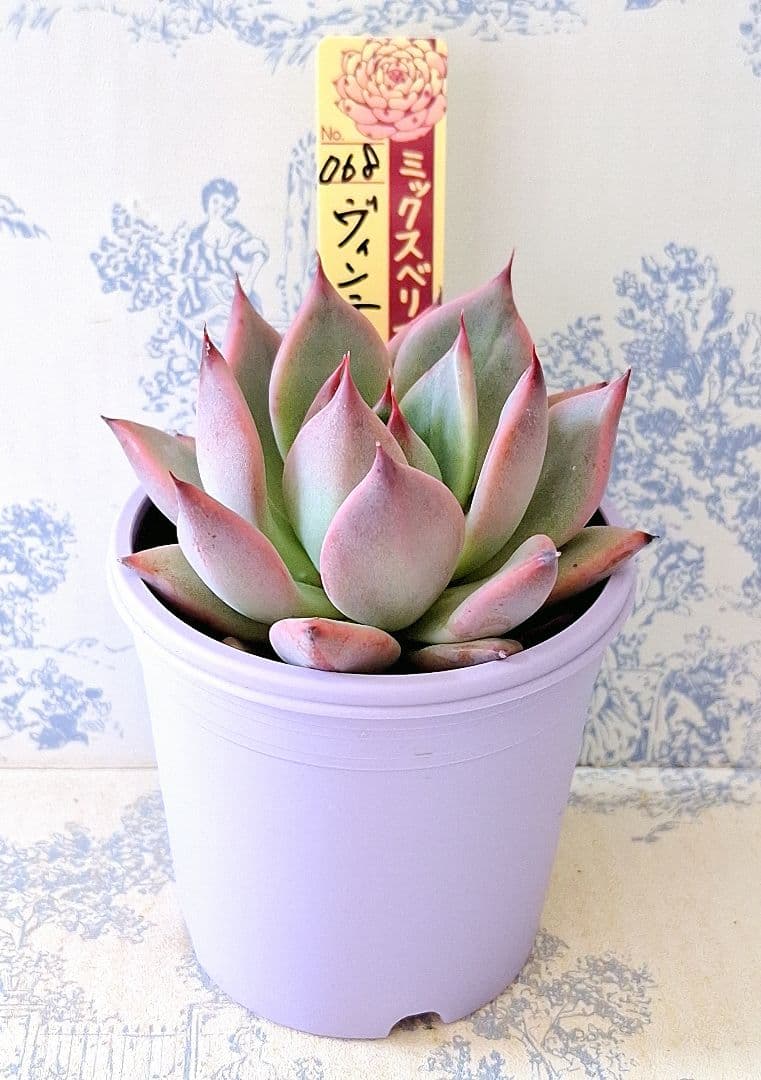 ヴィンテージレター札付きポットごとメルカリ便おらいさん苗ミックス