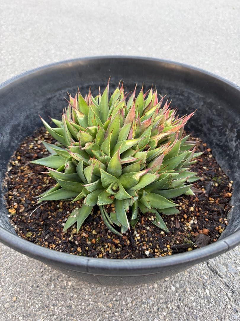 【変異株】新種アガベ