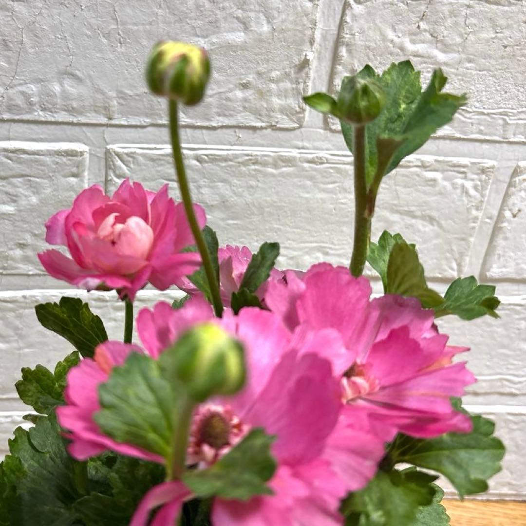 hiroakin様専用レア♡ラナンキュラス♡セイレン♡3.5号♡メルカリ便