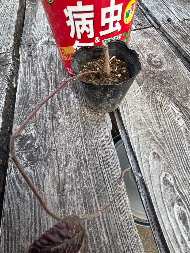 ブラックベリー　ご確認用です。