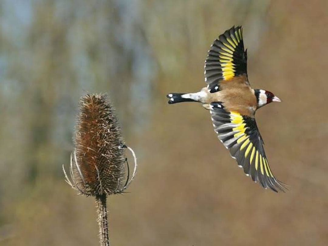 ロシア雑貨☆イースターエッグ オーナメント『ゴールドフィンチ』マトリョーシカ