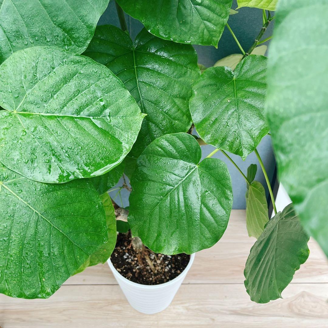 現品］12番 フィカス ウンベラータ 観葉植物 室内 大型 ゴムの木 個性