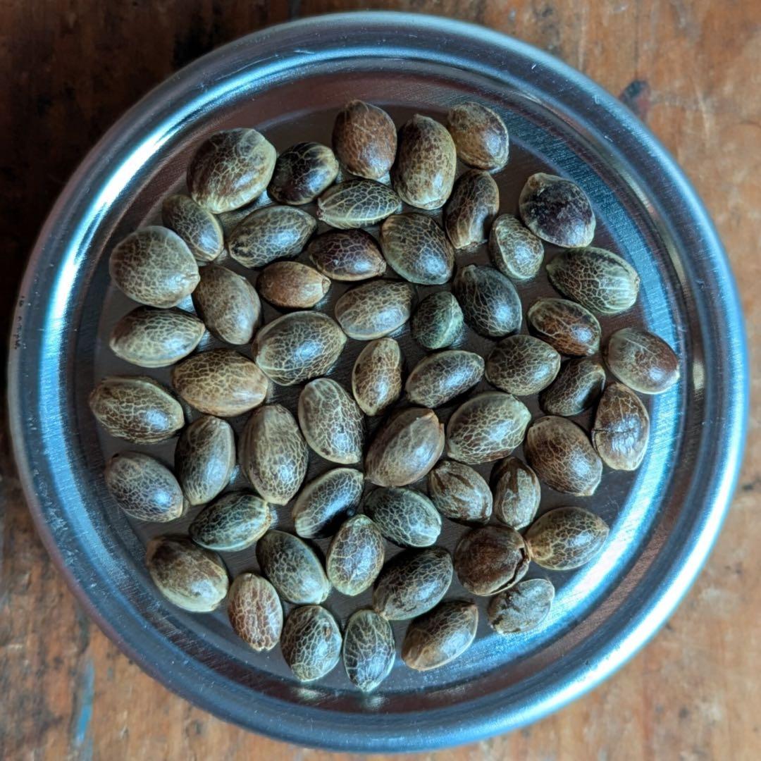 希少 40粒 麻の実 ヒマラヤ原種（ヘンプシード）