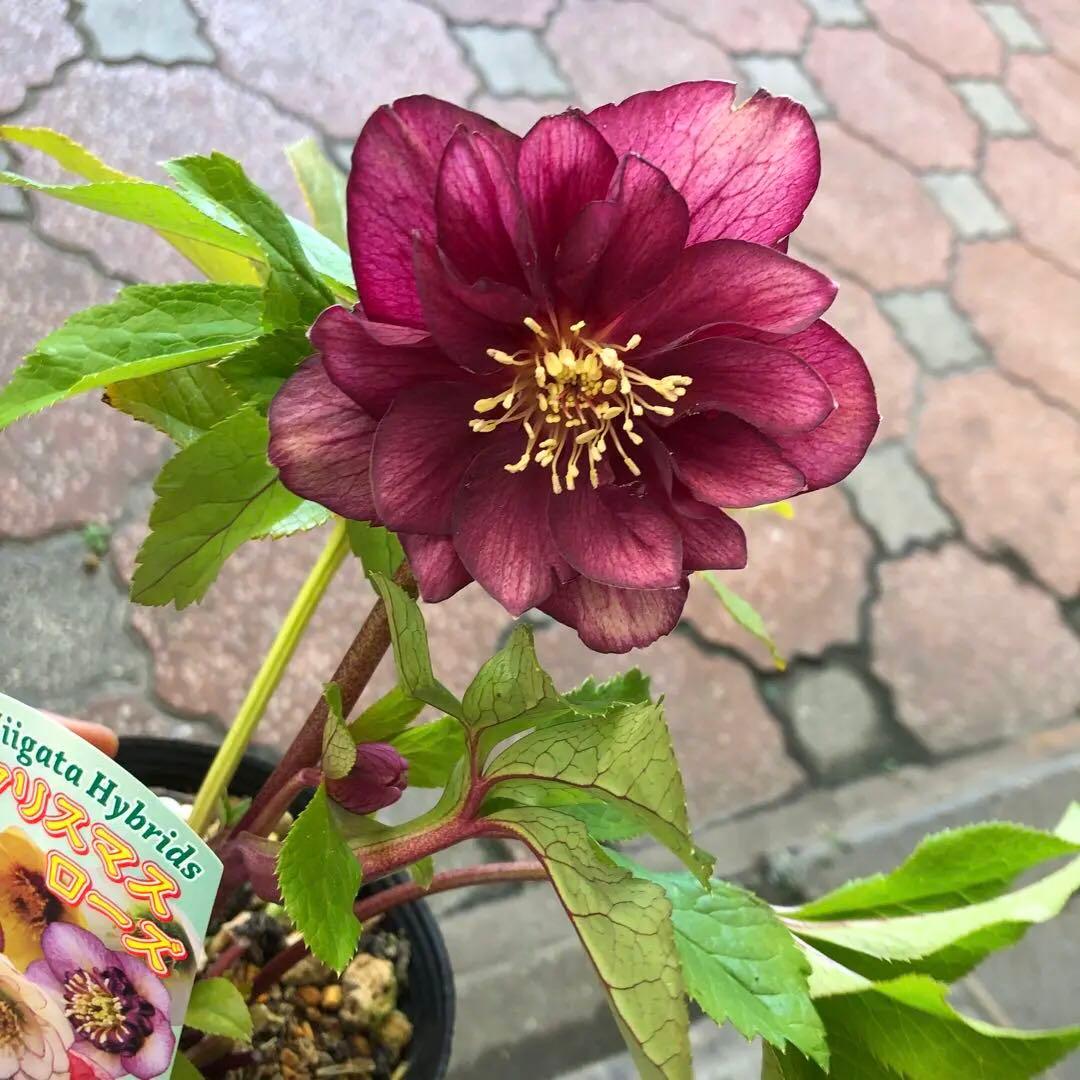 新潟ハイブリッド クリスマスローズ 11ポットセット お買い得です レア品種