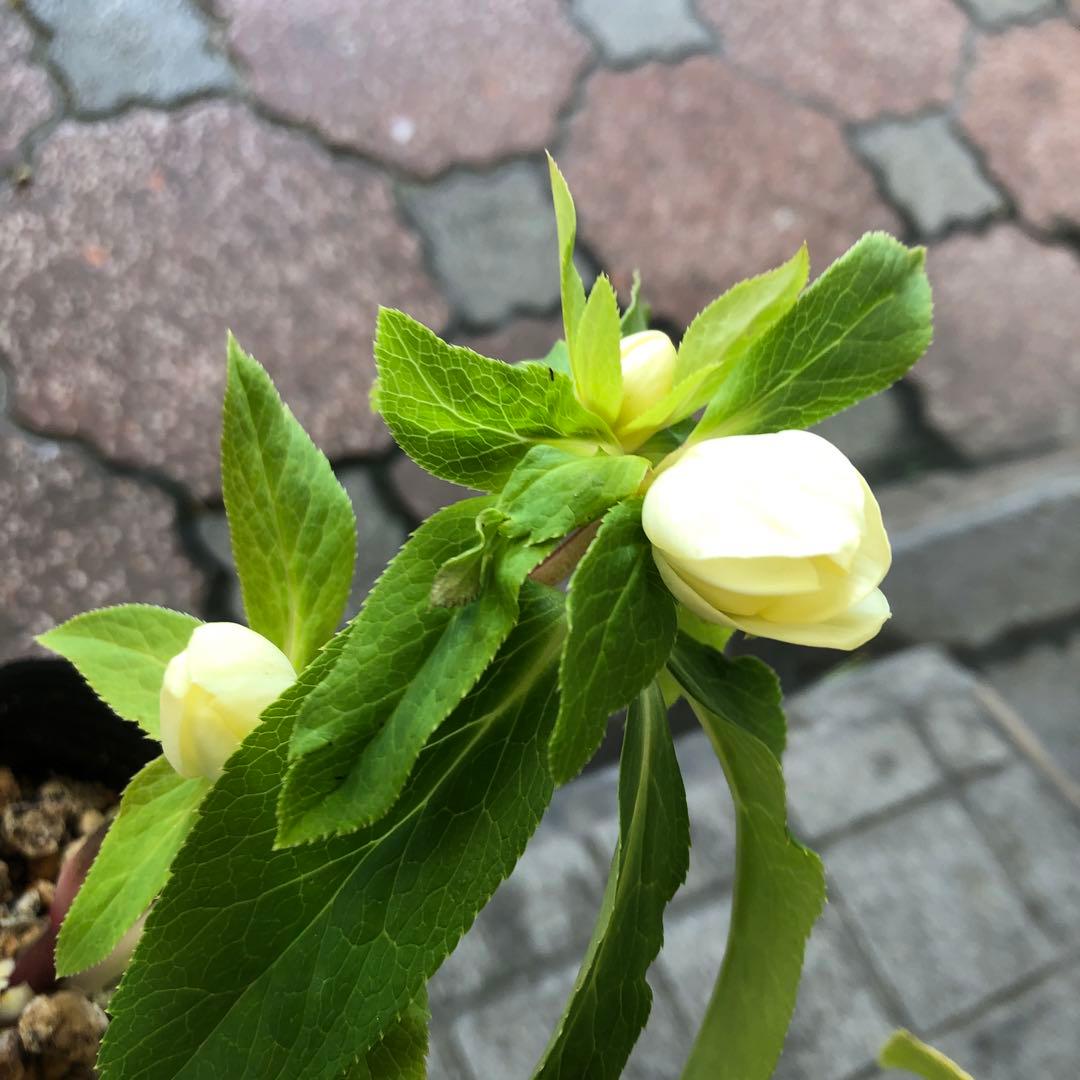 新潟ハイブリッド クリスマスローズ 11ポットセット お買い得です レア品種