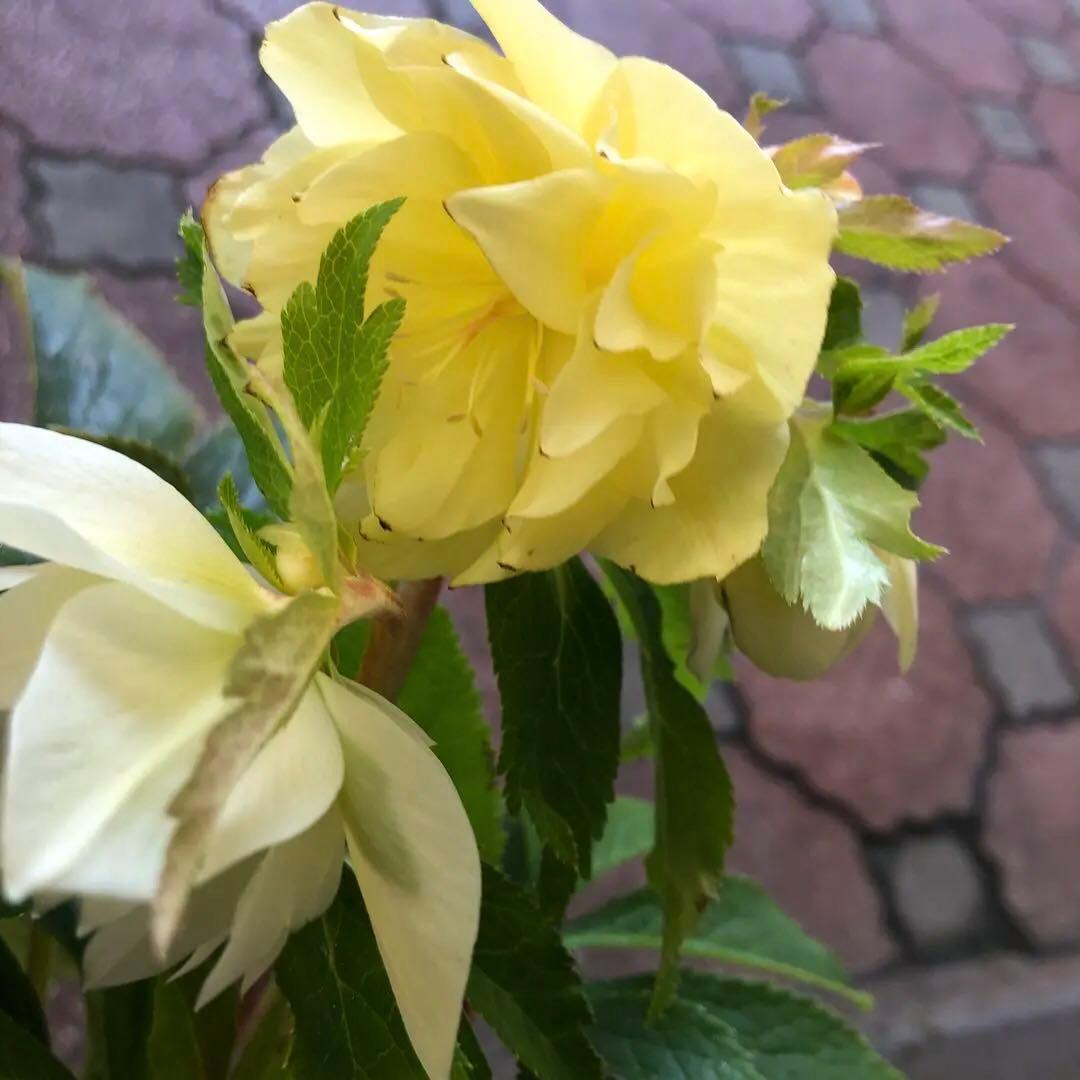 新潟ハイブリッド クリスマスローズ 11ポットセット お買い得です レア品種