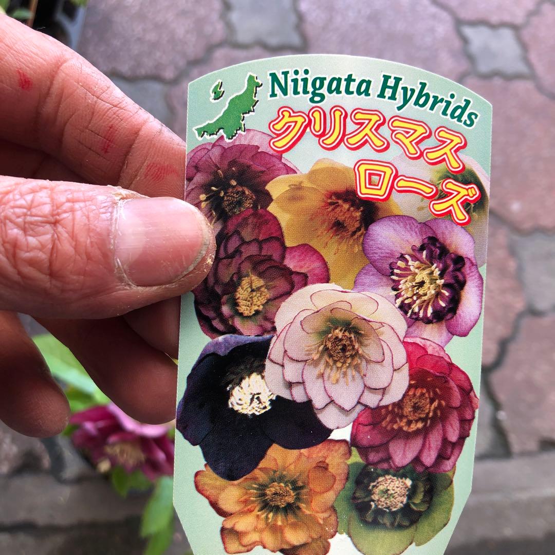 新潟ハイブリッド クリスマスローズ 11ポットセット お買い得です レア品種