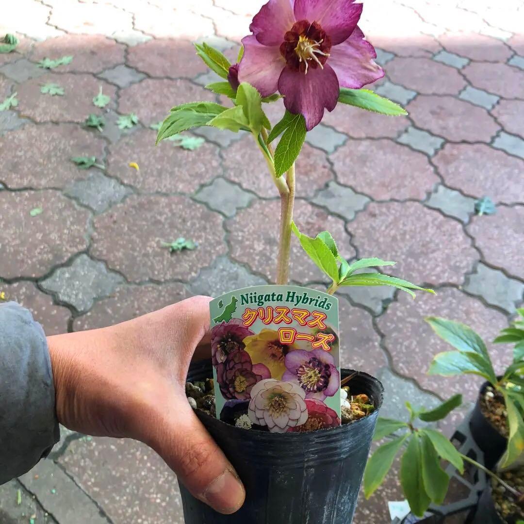 新潟ハイブリッド クリスマスローズ 11ポットセット お買い得です レア品種