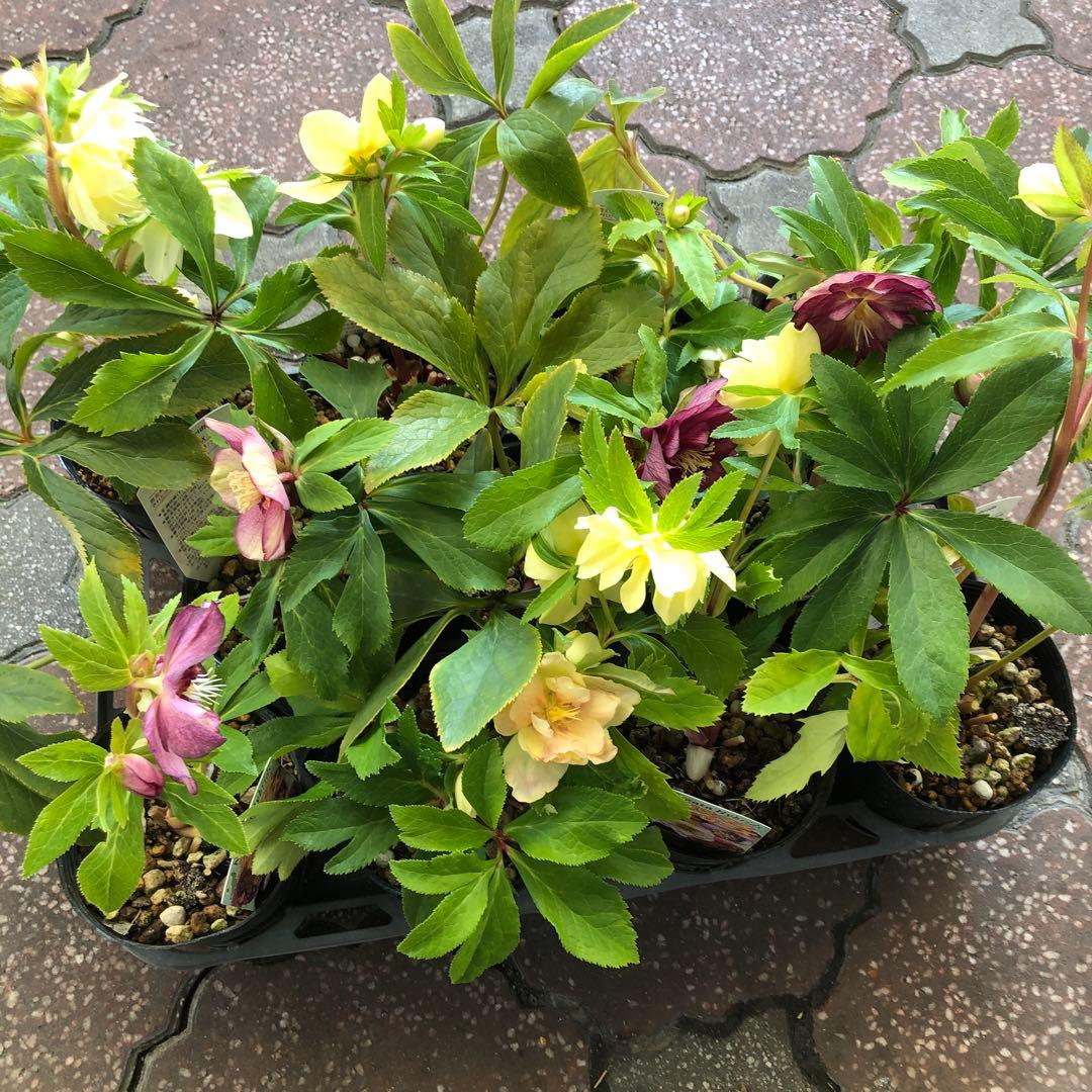 新潟ハイブリッド クリスマスローズ 11ポットセット お買い得です レア品種