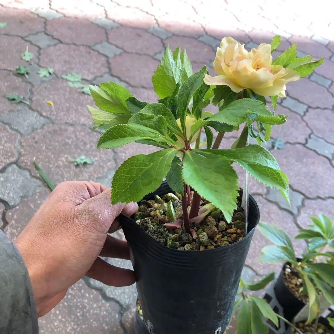 新潟ハイブリッド クリスマスローズ 11ポットセット お買い得です レア品種