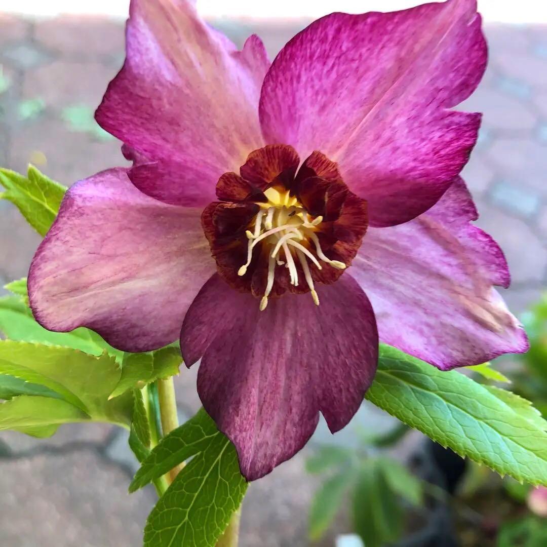 新潟ハイブリッド クリスマスローズ 11ポットセット お買い得です レア品種