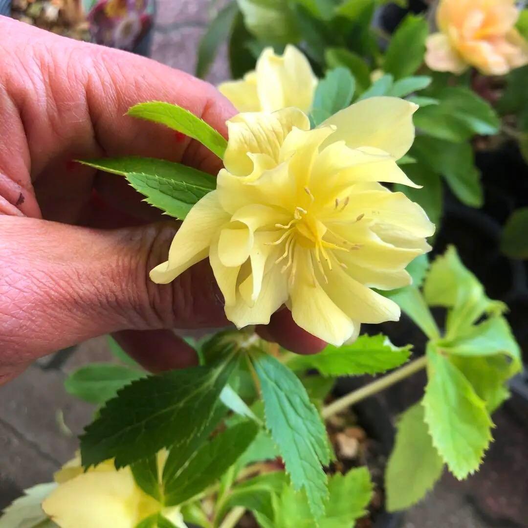 新潟ハイブリッド クリスマスローズ 11ポットセット お買い得です レア品種