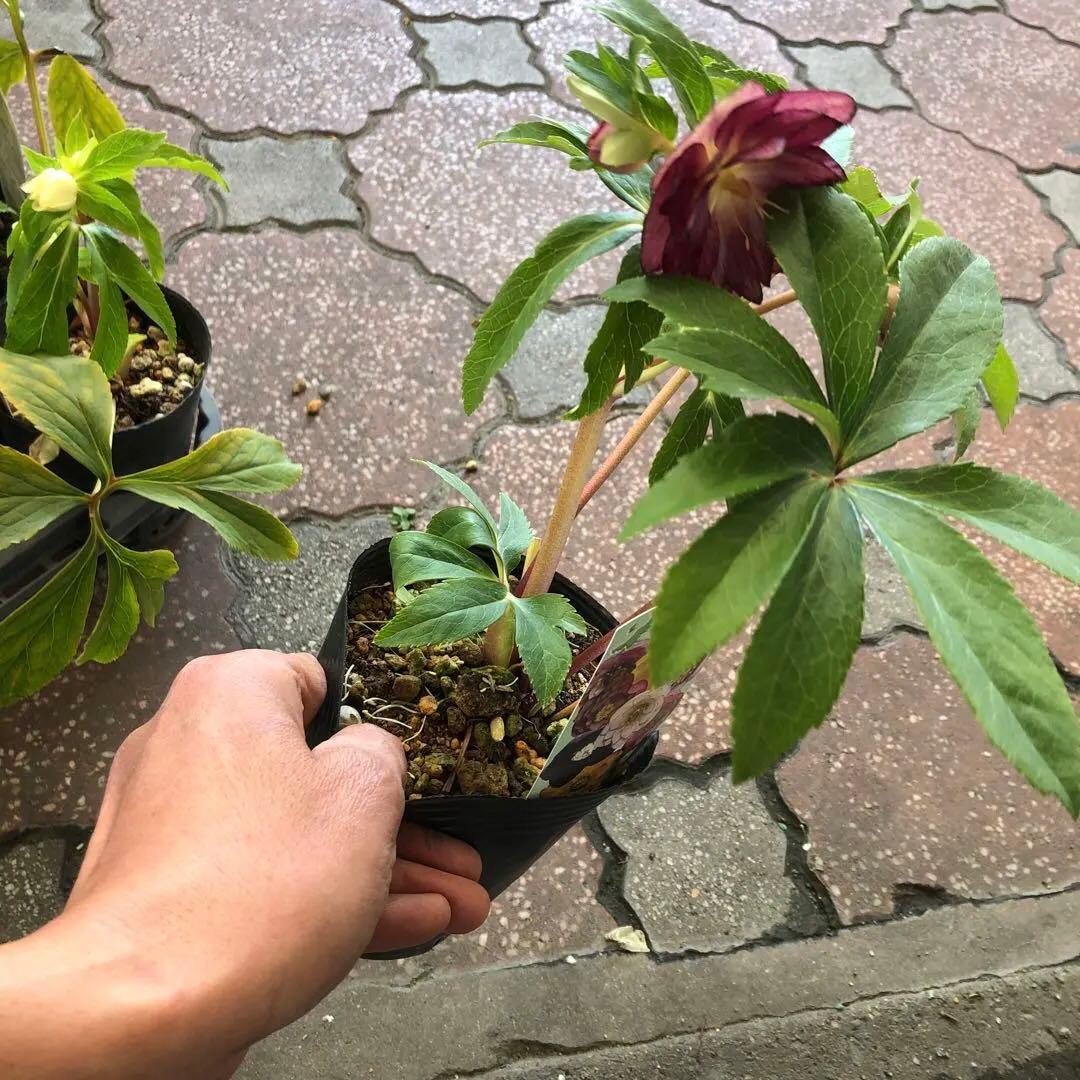 新潟ハイブリッド クリスマスローズ 11ポットセット お買い得です レア品種