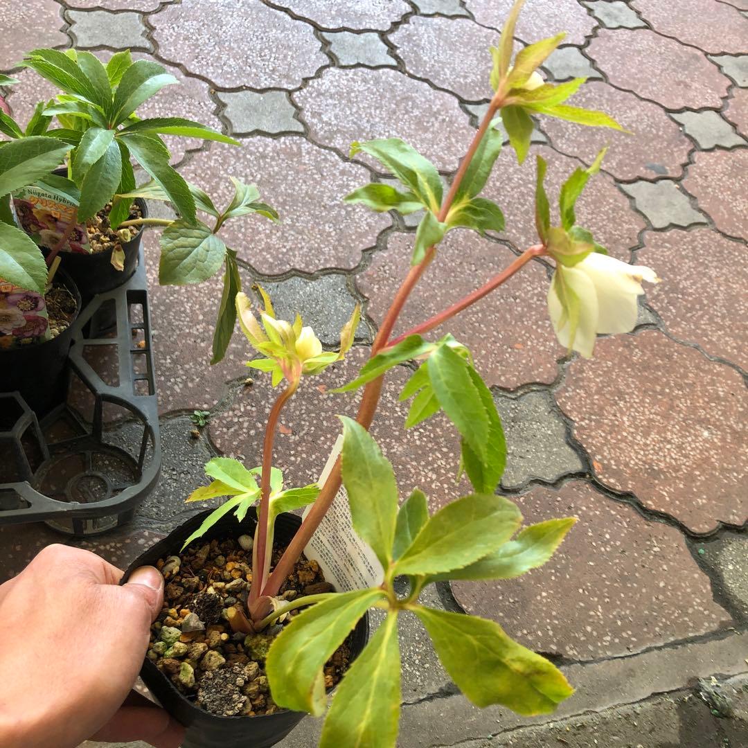 新潟ハイブリッド クリスマスローズ 11ポットセット お買い得です レア品種