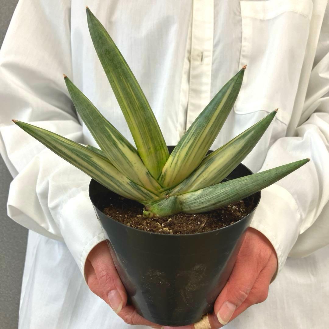 超絶希少❗️サンスベリア　雪女✨