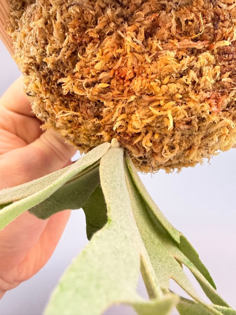 こたろう　ビカクシダ willinckii Golden Boy