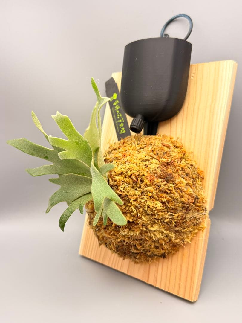 こたろう　ビカクシダ willinckii Golden Boy