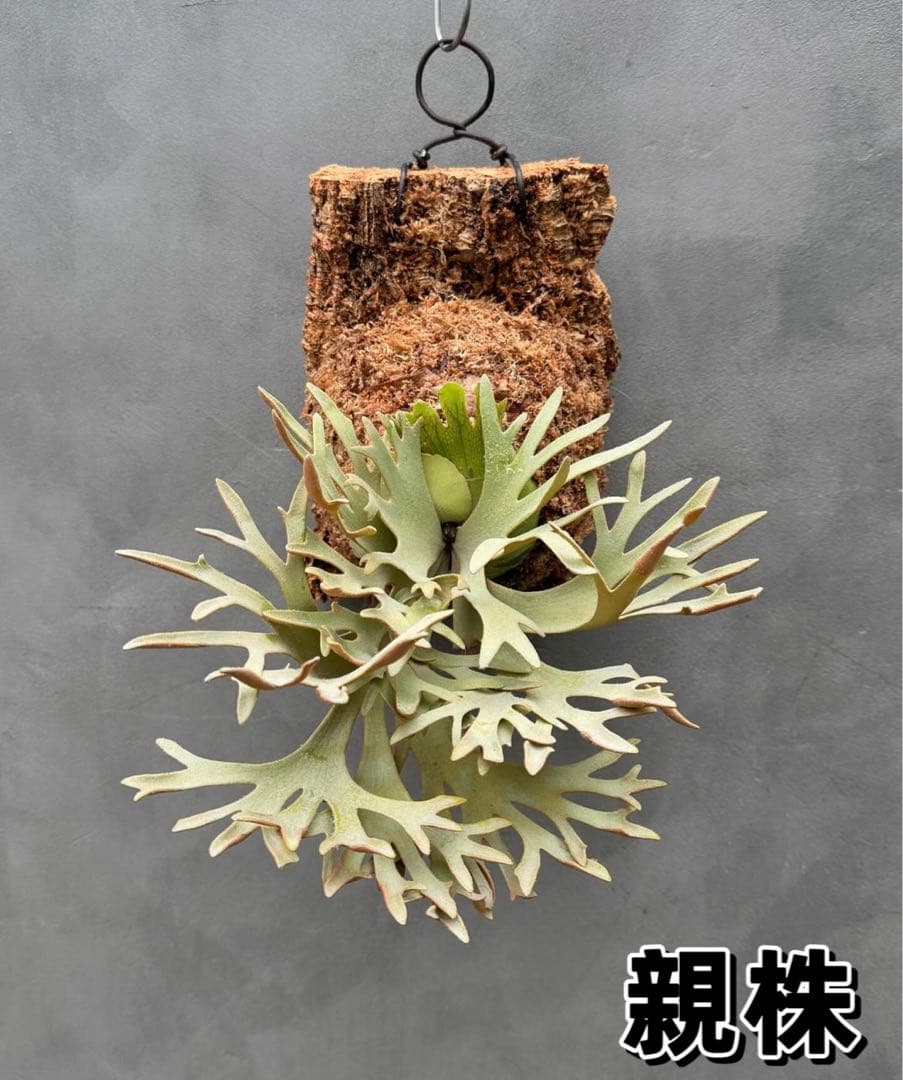 こたろう　ビカクシダ willinckii Golden Boy