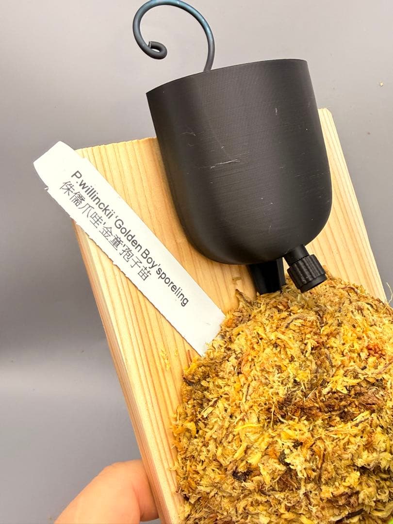 こたろう　ビカクシダ willinckii Golden Boy