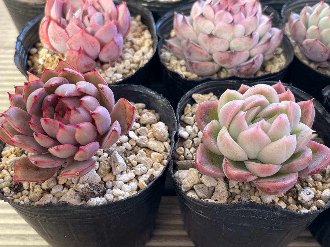 桜子　サンセットグレイ　雪つぼみ　紫紺の矢　恋煩い　ももりん　他　多肉植物
