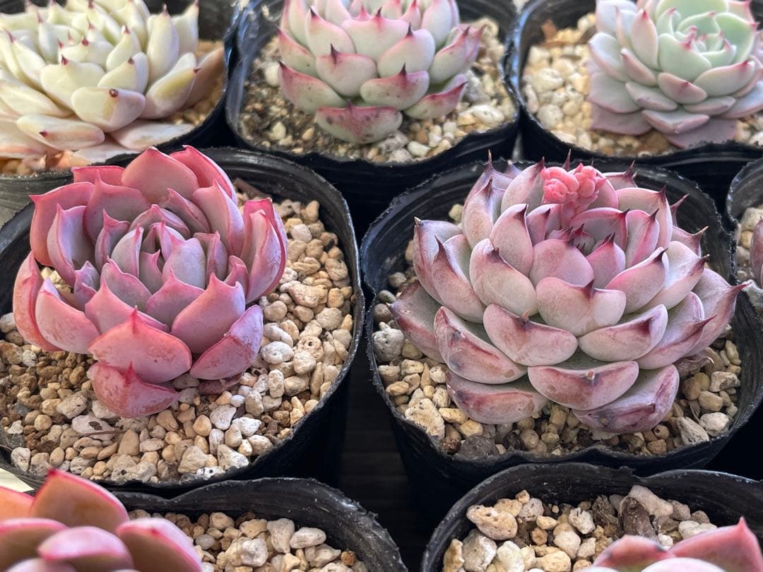 桜子　サンセットグレイ　雪つぼみ　紫紺の矢　恋煩い　ももりん　他　多肉植物