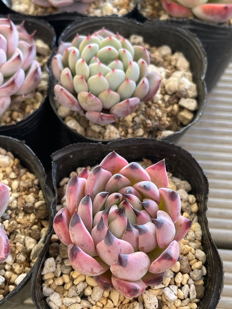 桜子　サンセットグレイ　雪つぼみ　紫紺の矢　恋煩い　ももりん　他　多肉植物