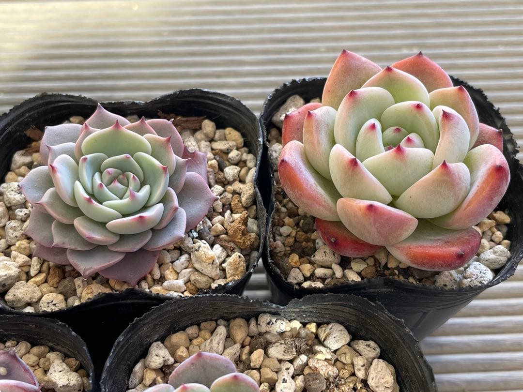 桜子　サンセットグレイ　雪つぼみ　紫紺の矢　恋煩い　ももりん　他　多肉植物