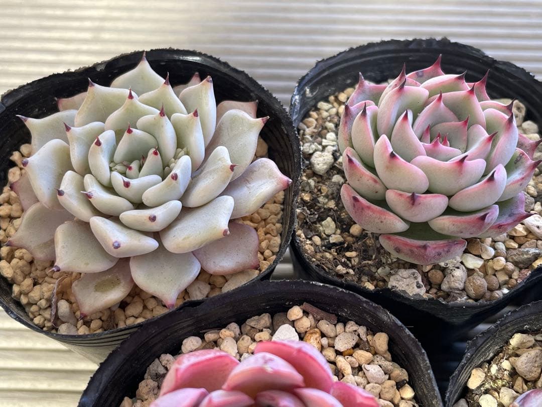 桜子　サンセットグレイ　雪つぼみ　紫紺の矢　恋煩い　ももりん　他　多肉植物