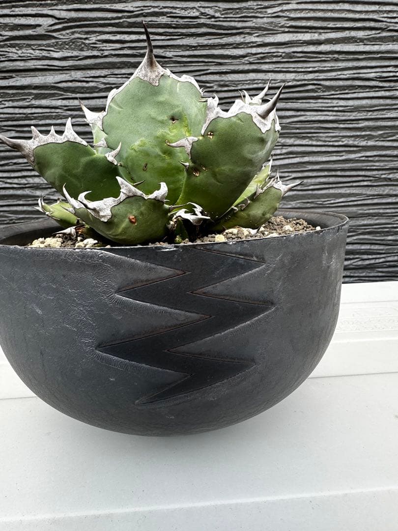 アガベ チタノタ バリエム鉢LL付き