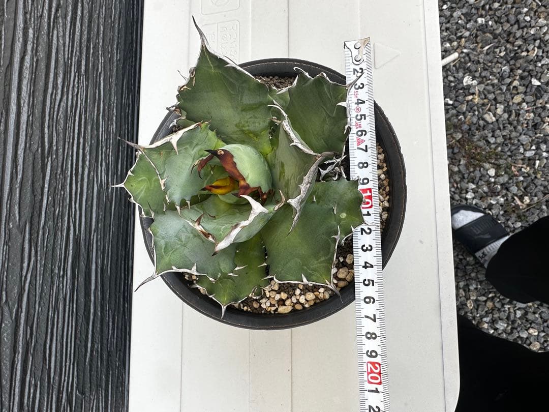 アガベ チタノタ バリエム鉢LL付き