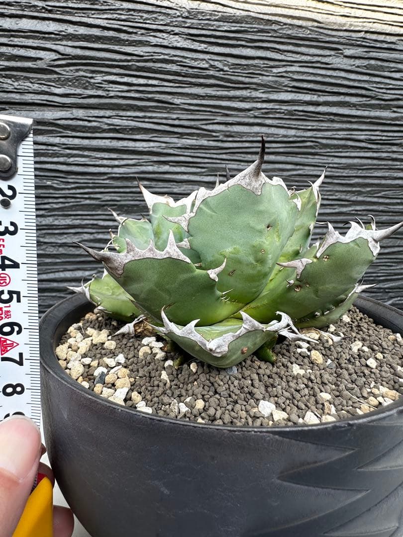 アガベ チタノタ バリエム鉢LL付き