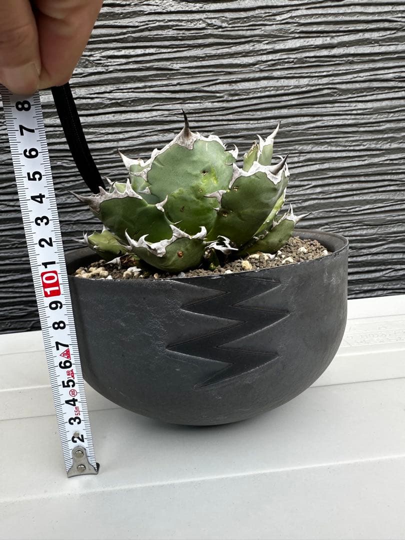 アガベ チタノタ バリエム鉢LL付き