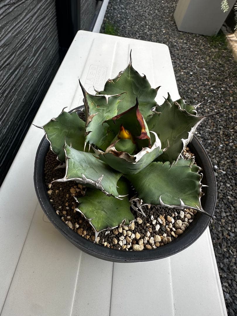 アガベ チタノタ バリエム鉢LL付き