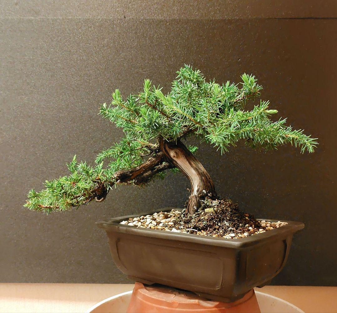 杜松盆栽！