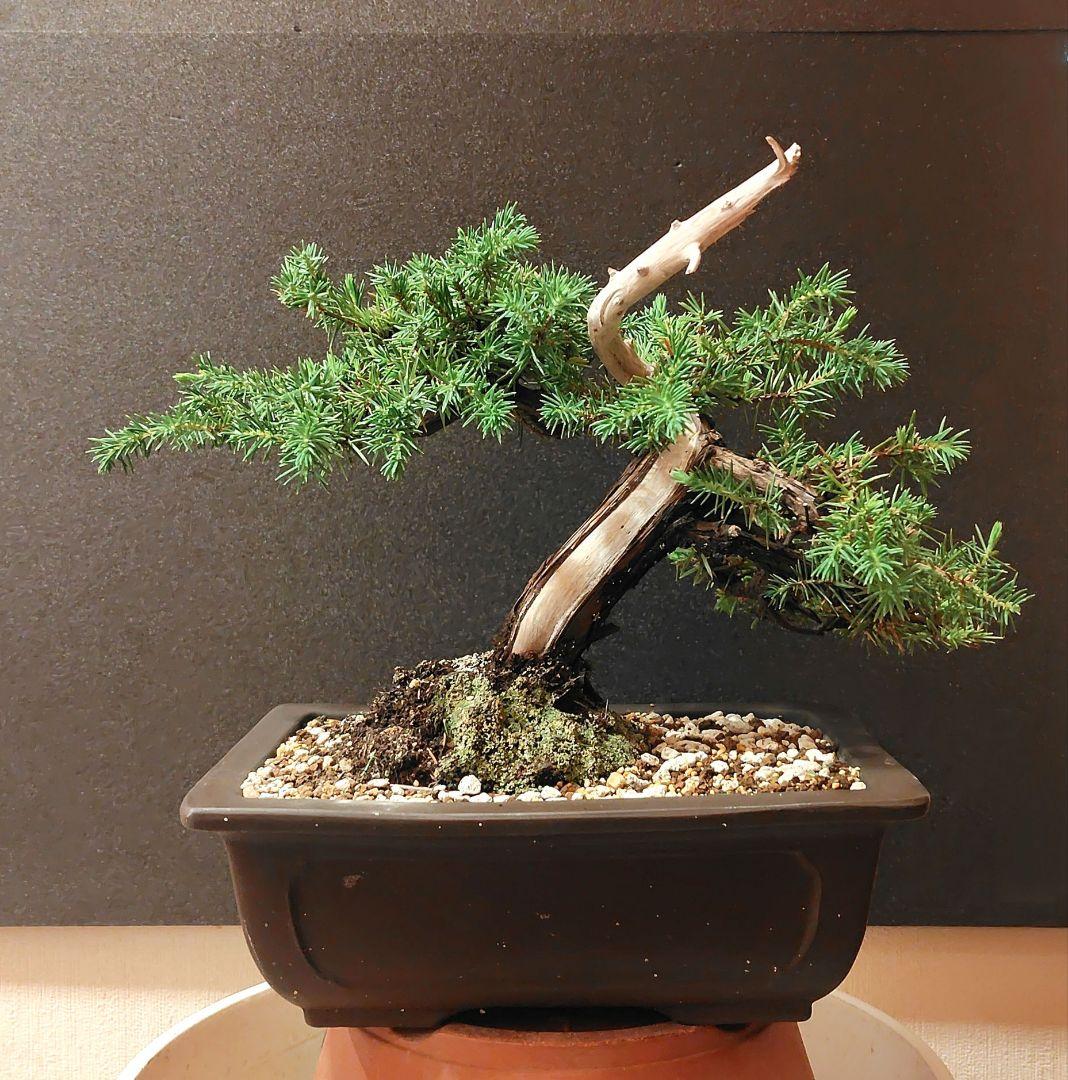杜松盆栽！