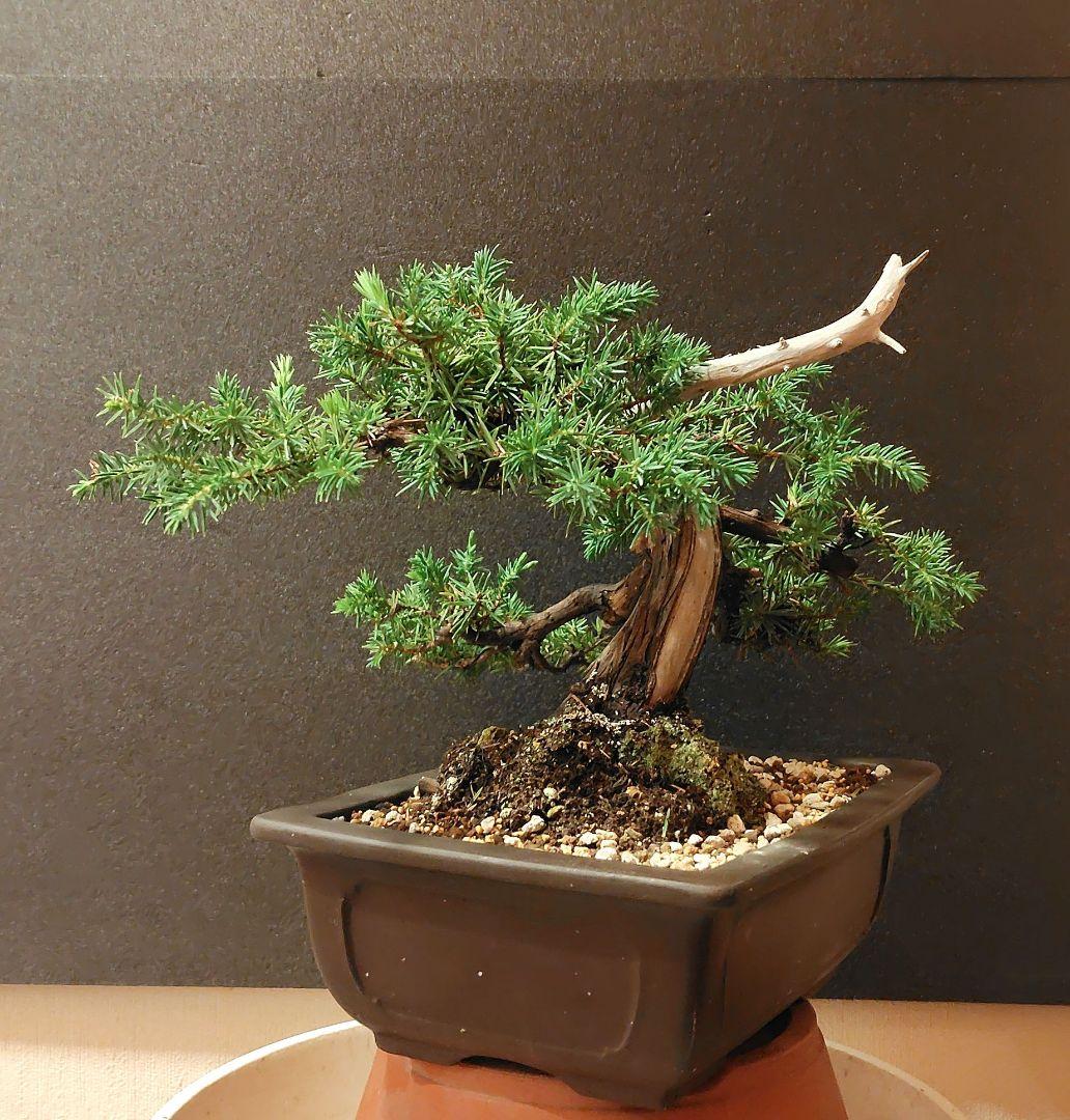 杜松盆栽！