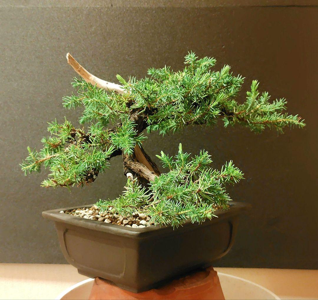 杜松盆栽！