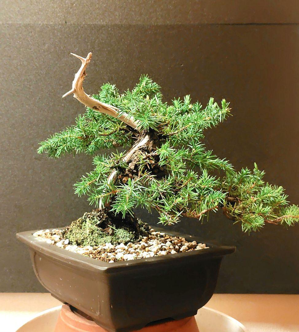 杜松盆栽！